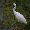IMG_0909.jpg