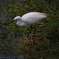 IMG_0911.jpg