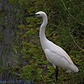 IMG_0910.jpg