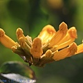 IMG_4450.jpg
