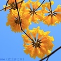 IMG_4451.jpg