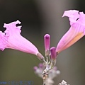 IMG_2093.jpg