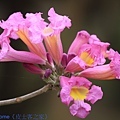 IMG_2090.jpg