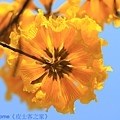 IMG_4452.jpg
