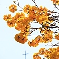 IMG_4455.jpg