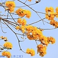 IMG_4458.jpg