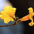 IMG_4459.jpg