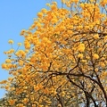 IMG_4463.jpg