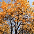 IMG_4464.jpg