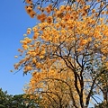 IMG_4465.jpg