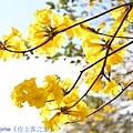 IMG_9384.jpg