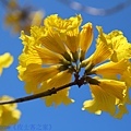 IMG_9387.jpg