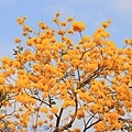 IMG_4636.jpg