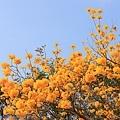 IMG_4635.jpg
