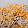 IMG_4641.jpg