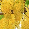 IMG_6238.jpg