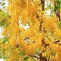 IMG_6237.jpg