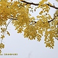 IMG_6240.jpg