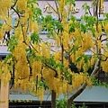 IMG_6252.jpg
