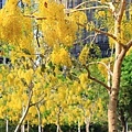 IMG_6311.jpg