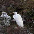 IMG_4923.jpg