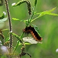 IMG_7346.jpg