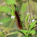 IMG_7339.jpg