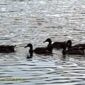 IMG_8091.jpg