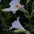 IMG_3959.jpg