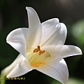 IMG_4076.jpg