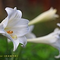 IMG_6716.jpg