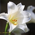 IMG_6717.jpg