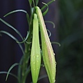 IMG_8515.jpg
