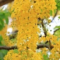 IMG_4258.jpg