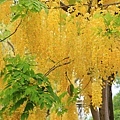 IMG_4259.jpg
