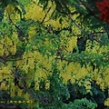 IMG_4336.jpg