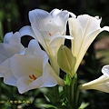 IMG_7374.jpg