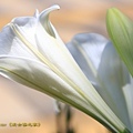 IMG_7370.jpg