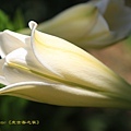 IMG_7382.jpg