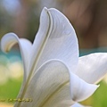 IMG_7384.jpg