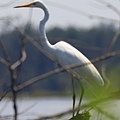 IMG_0203.jpg