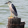 IMG_0251.jpg