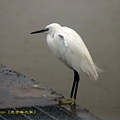 IMG_3623.jpg