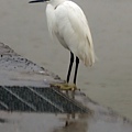 IMG_3619.jpg