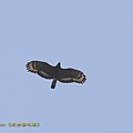 IMG_6461.jpg