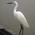 IMG_3627.jpg