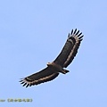 IMG_4602.jpg