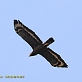 IMG_4600.jpg