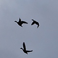 IMG_5223.jpg