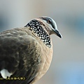 IMG_6162.jpg